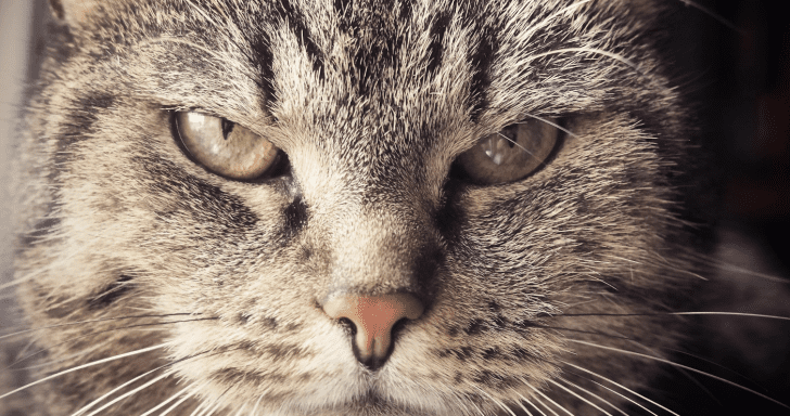 Angry Cat Loudly Expresses What He Feels The Moment He Sees New Dog
